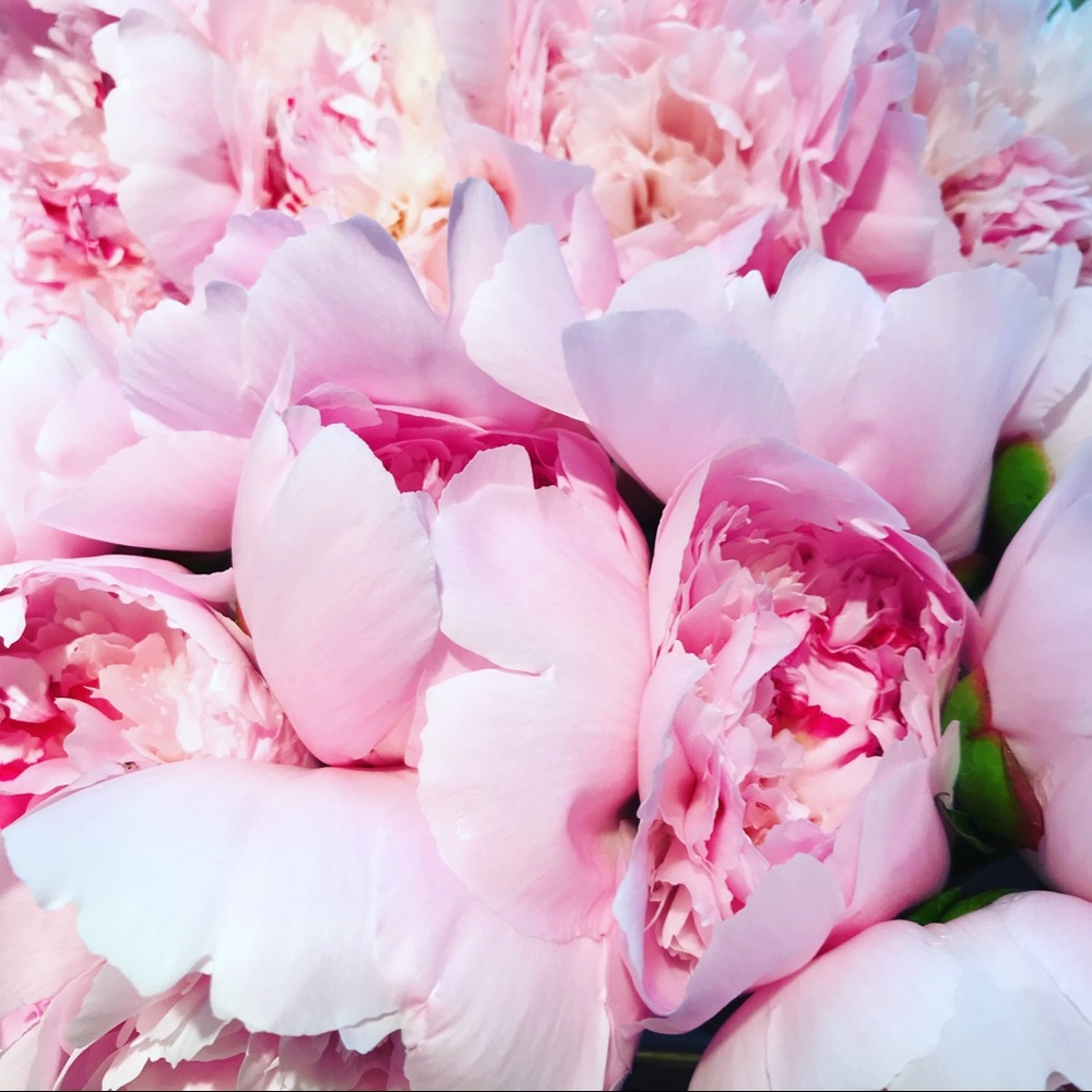 Meet your Posher, Allison